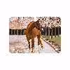 برچسب پوششی ماهوت مدل Horse-1 مناسب برای تبلت سامسونگ Galaxy Tab S 10.5 2014 T805