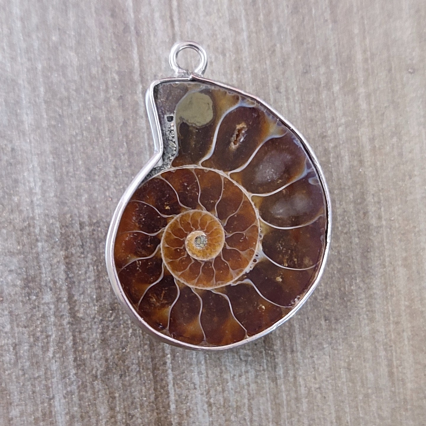 فسیل آمونیت اصل با رکاب حتما موجودی بگیرید