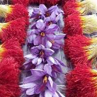 زعفران دخترپیچ یا دسته 4.6 گرم با کیفیت و عیار بسیار بالا