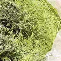 شوید خشک پفکی اعلا 500 گرمی گیاهینو