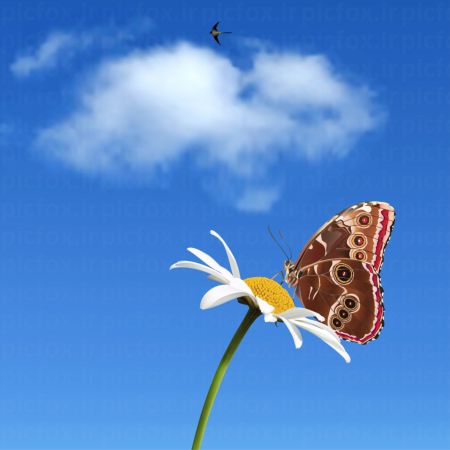 خرید و دانلود عکس Animals-Part-4 - کیفیت بالا | پیک فاکس | Pic Fox