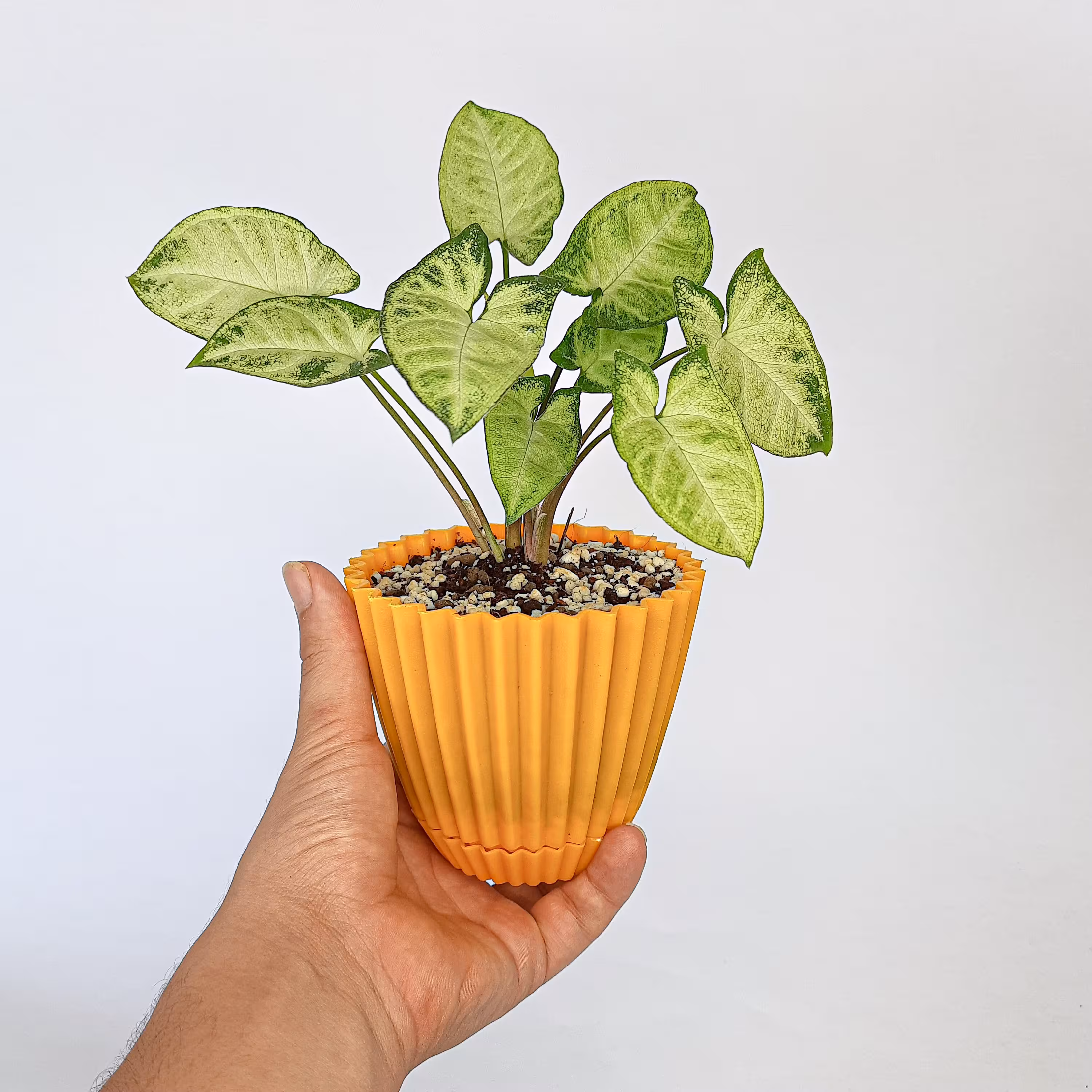 گل سینگونیوم سبز زمردی گلدون فانتزی جذاب (یکی یدونه)