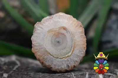 کوارتز خورشیدی