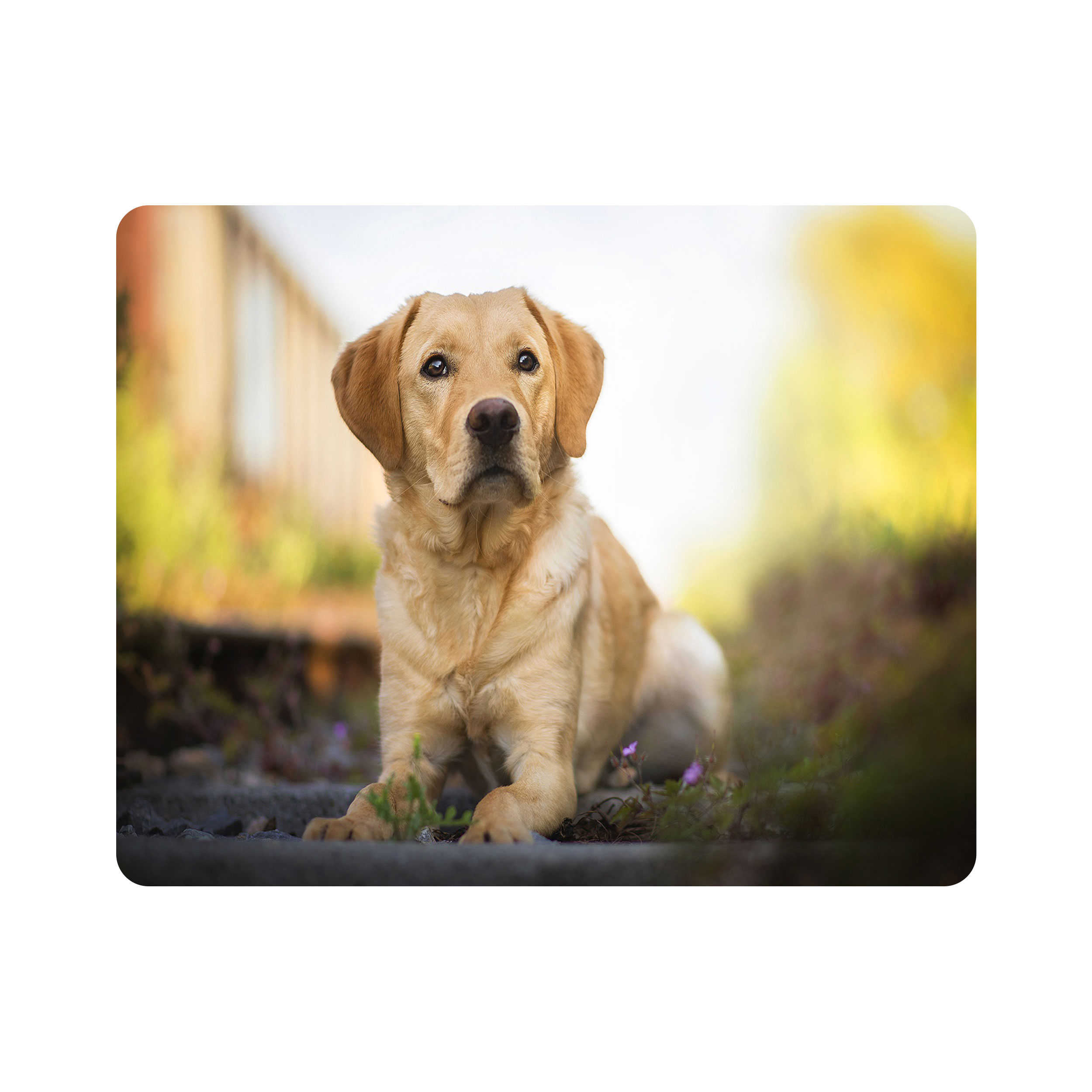 ماوس پد اطلس آبی طرح سگ مدل T1611