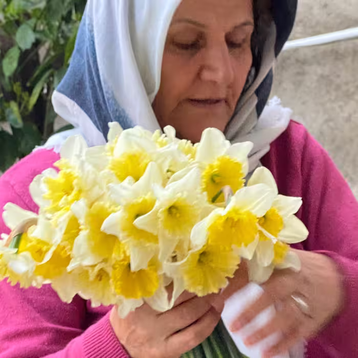 پیاز گل نرگس سفیدلیمویی هلندی(20 عددی)