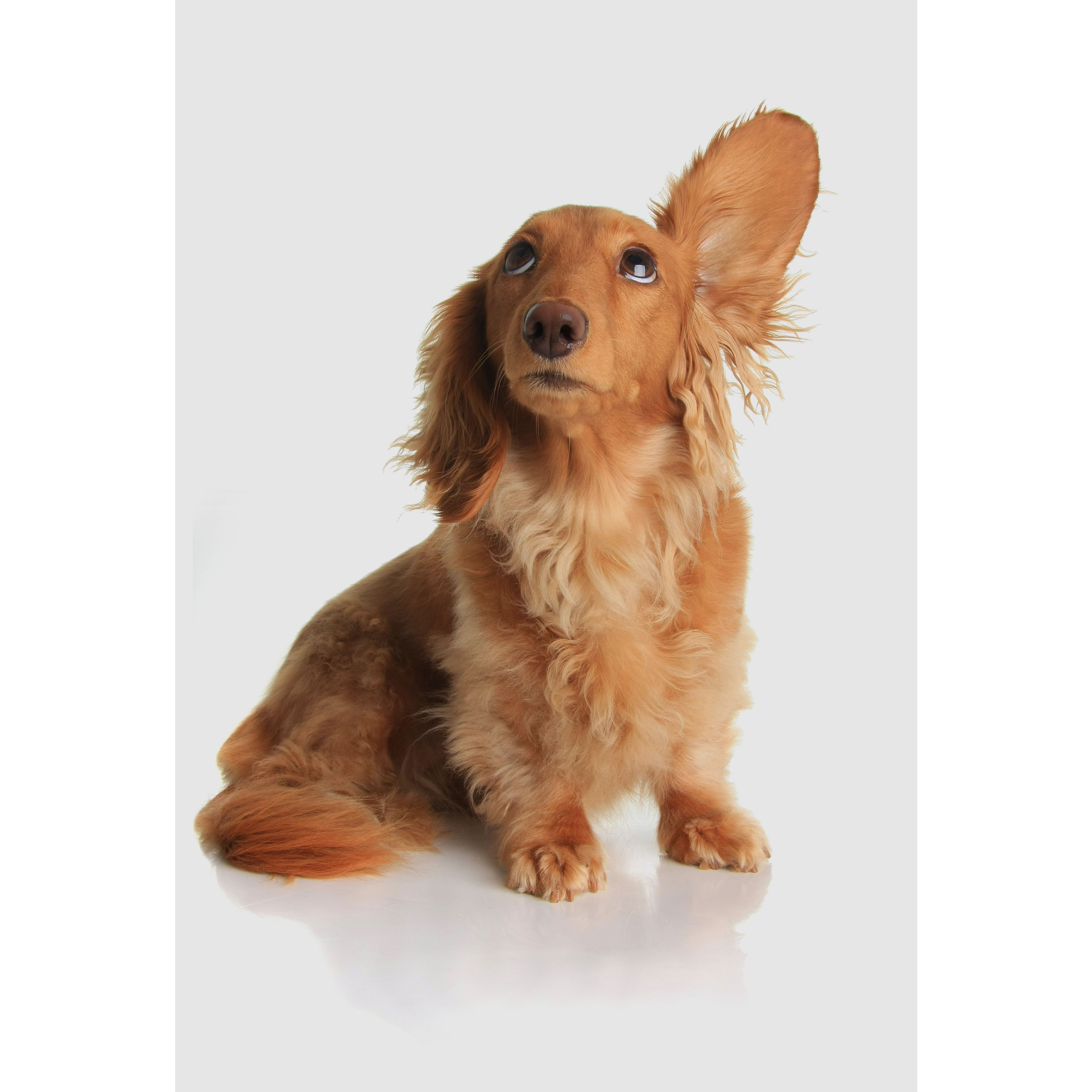 تابلو شاسی طرح سگ مدل T2243