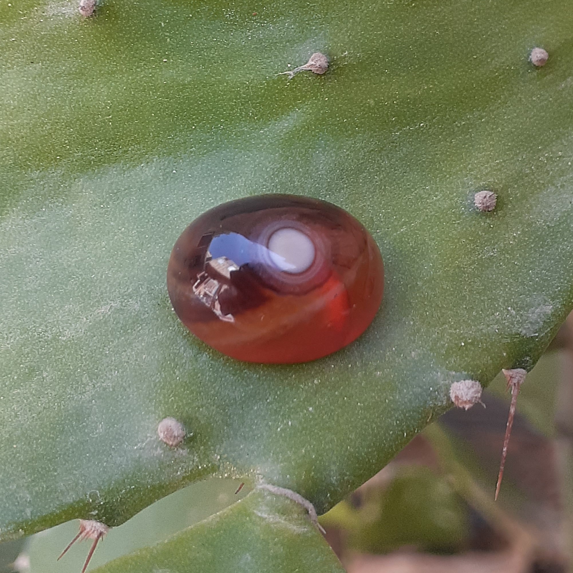 عقیق سلیمانی طبیعی نگین باباقوری سنگ اصلی