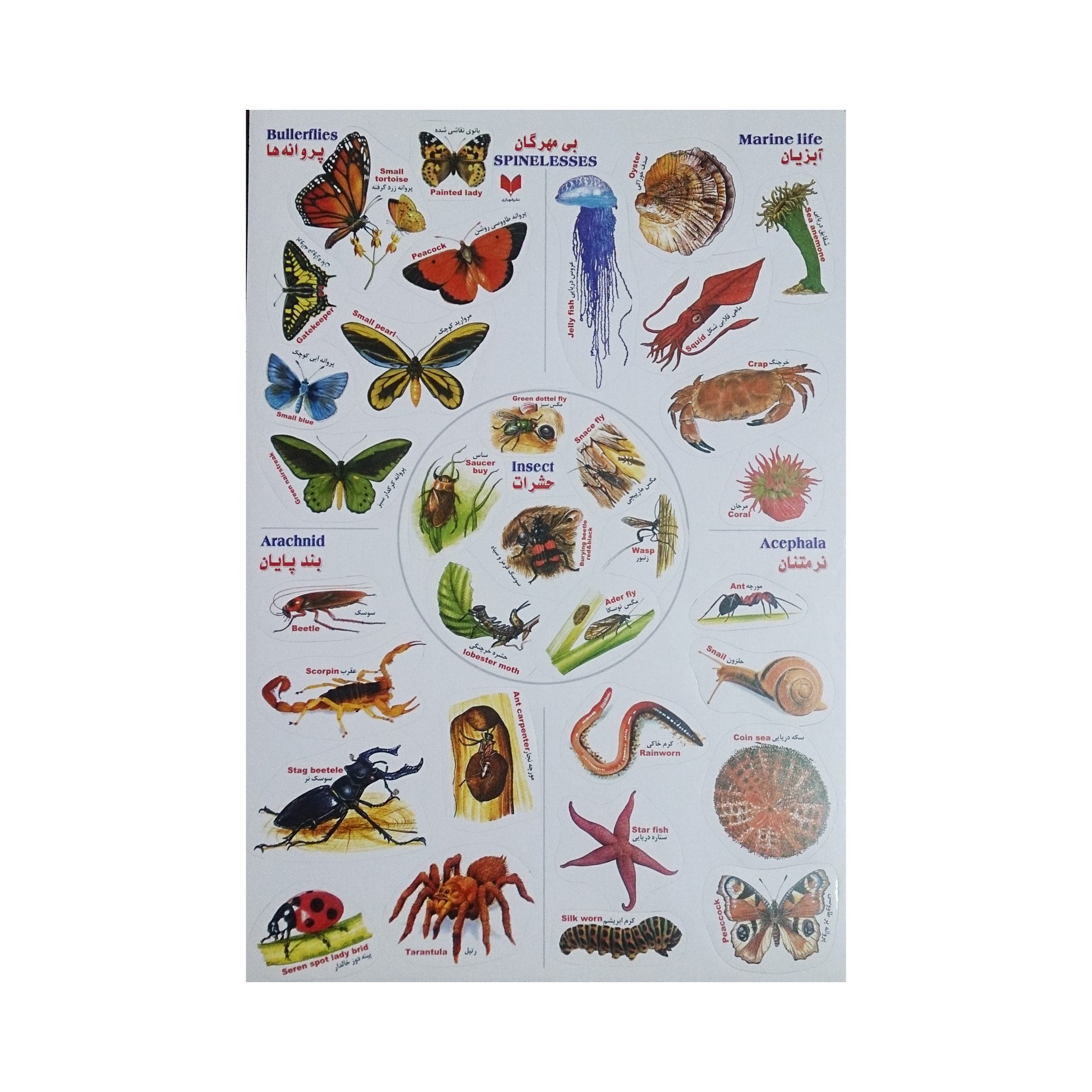 برچسب گروه های آبزیان بی مهرگان پروانه ها حشرات نرم تنان و بند پایان