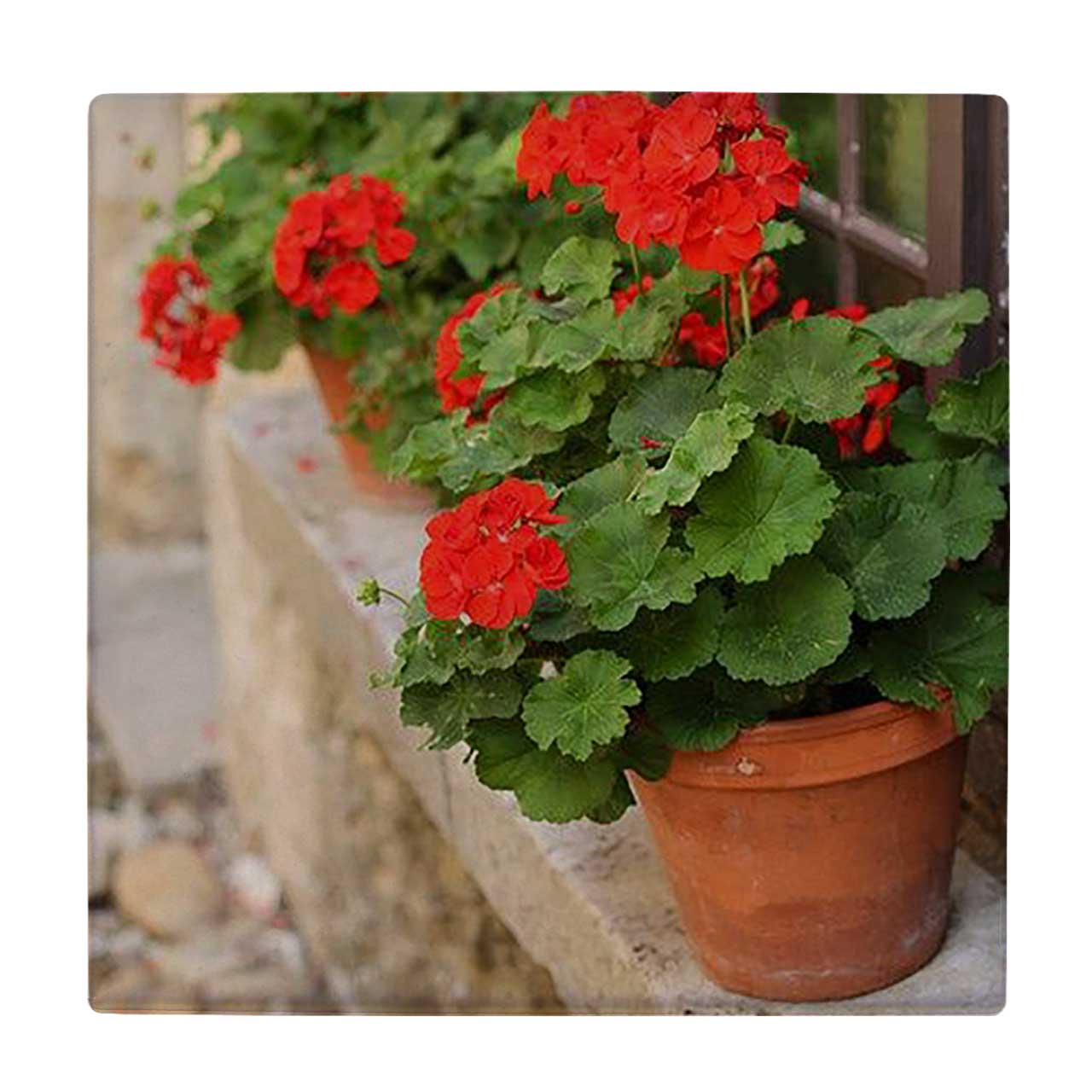  کاشی کارنیلا طرح گلدان شمعدانی کد wkk3541