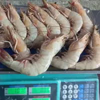 شاه میگو 12تا یک گیلو 
میگو هرمز