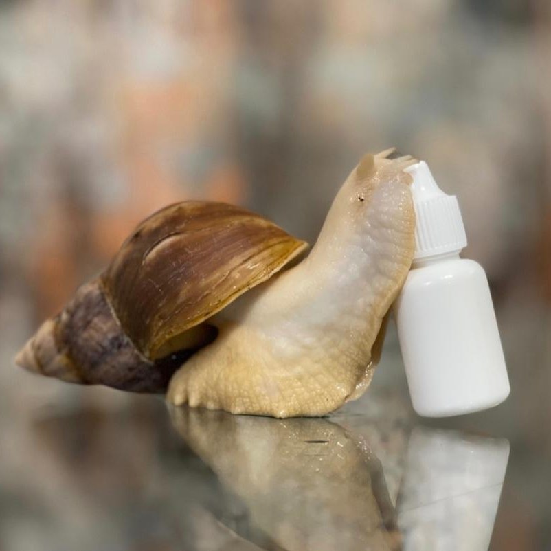 کرم حلزون اورگانیک تهیه شده از حلزون پرورشی طبی آچاتینا