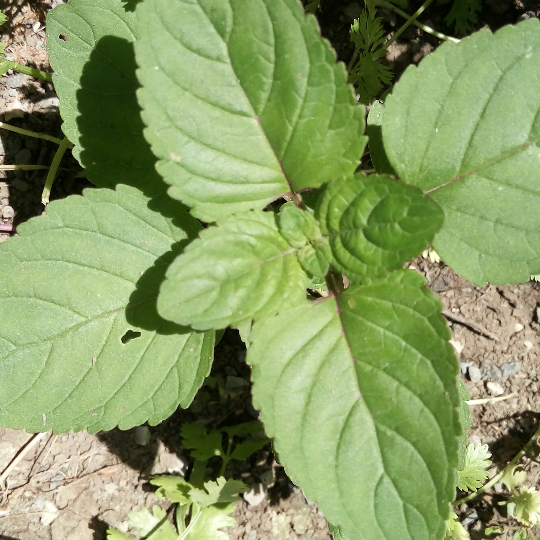 اوجی خشک خشک شده در سایه کاملا سبز مناسب برای انواع کوکو و آش در بسته بندی 200 گرمی بدون مواد افزودنی و نگهدارنده 