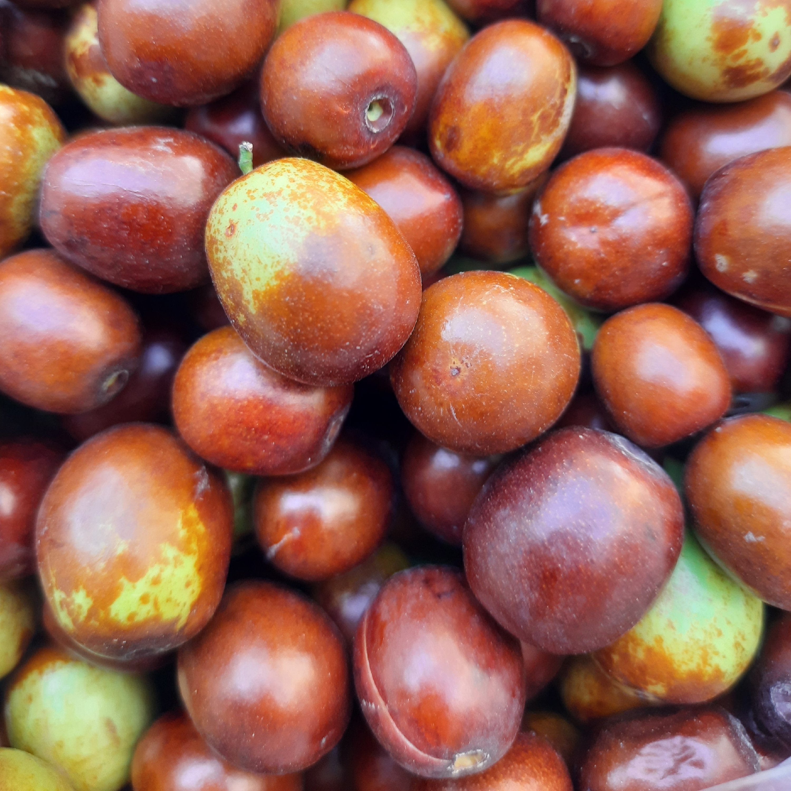 عناب تازه قائنات درجه یک (500 گرمی)