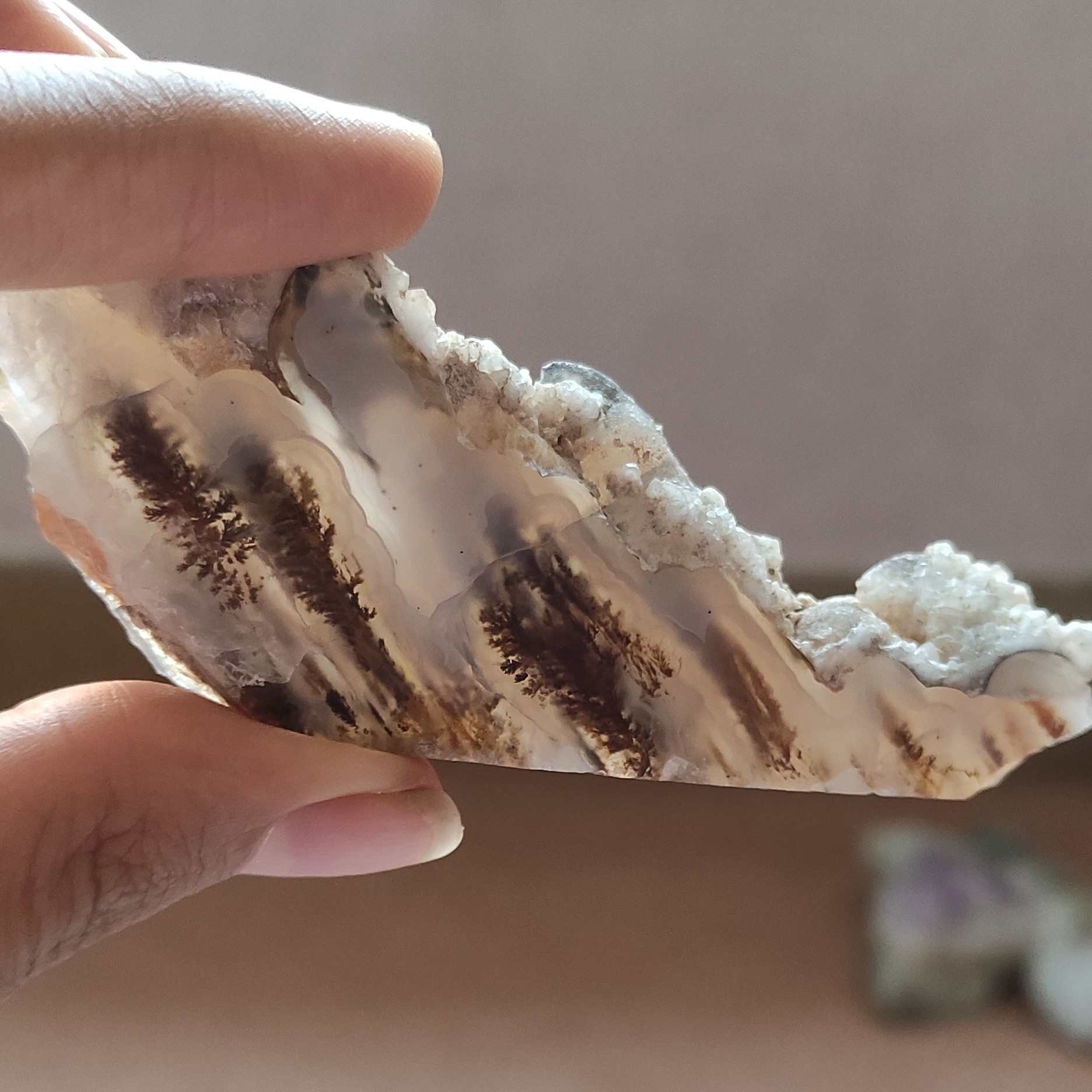 سنگ راف شجر با طرح فوق العاده درخت  کیفیت عالی و کلکسیونی 