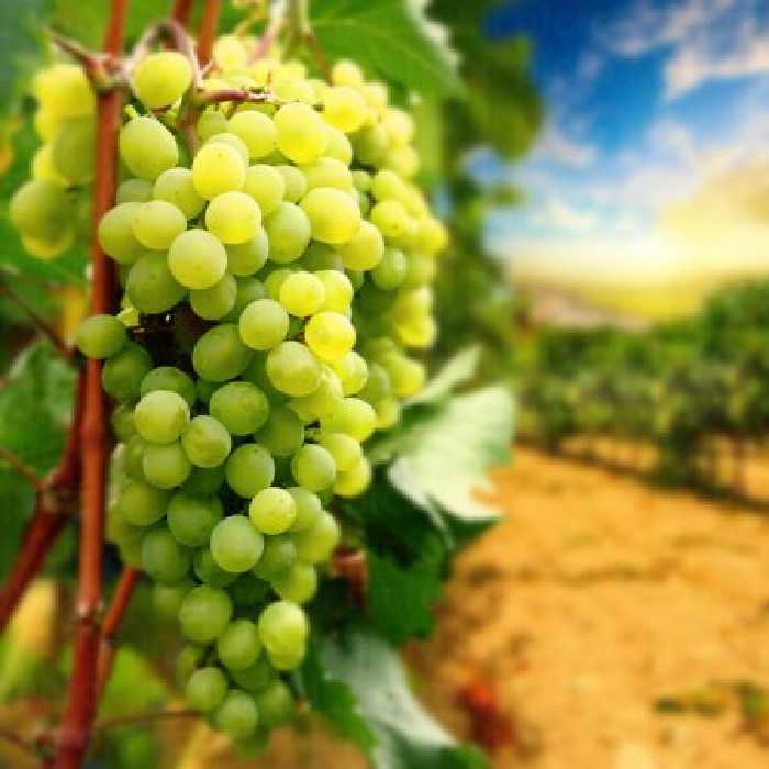 خرید و دانلود عکس Food-Part-15 کد 19123 | پیک فاکس | Pic Fox