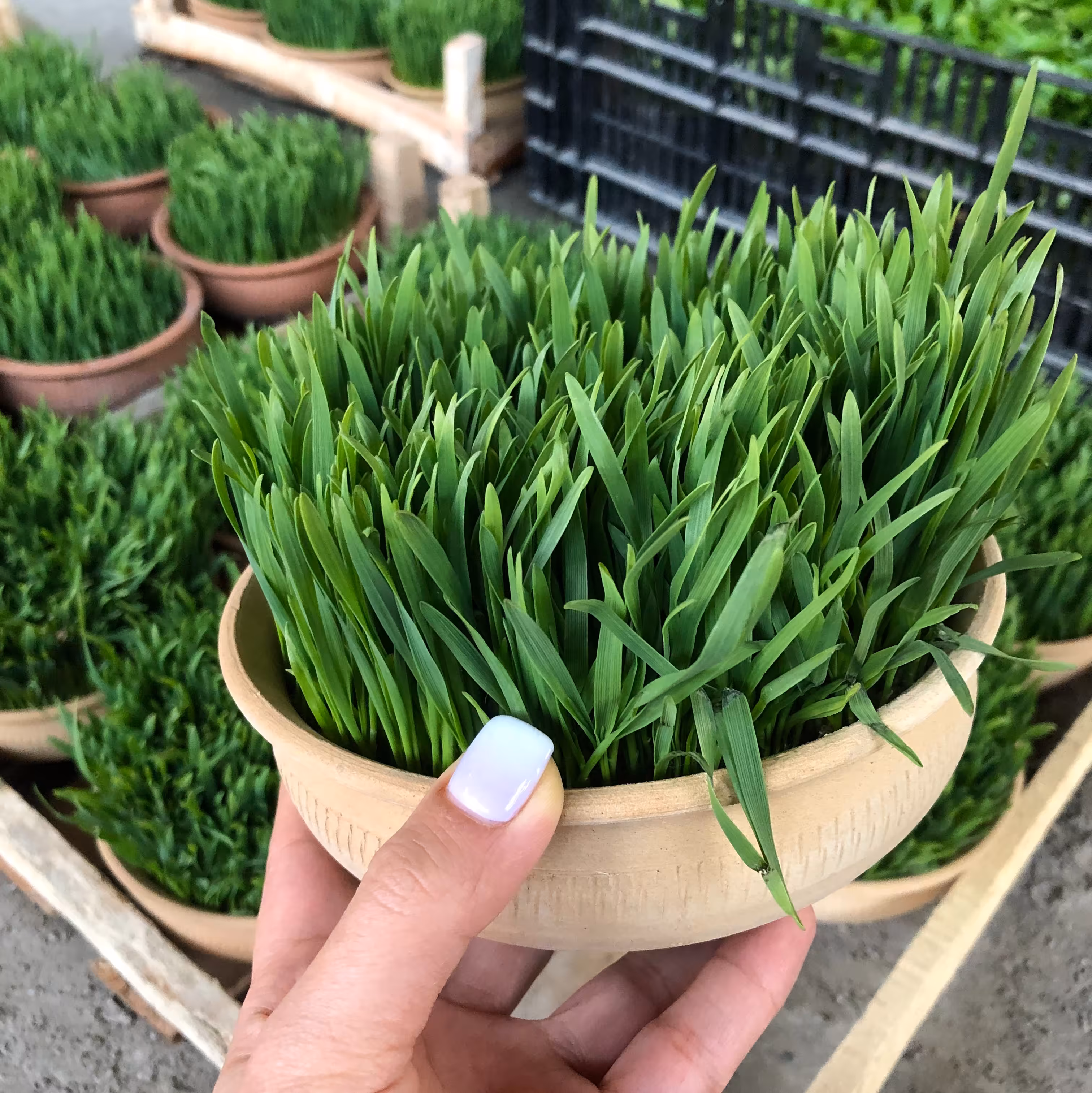 سبزه ی گندم سفره هفت سین