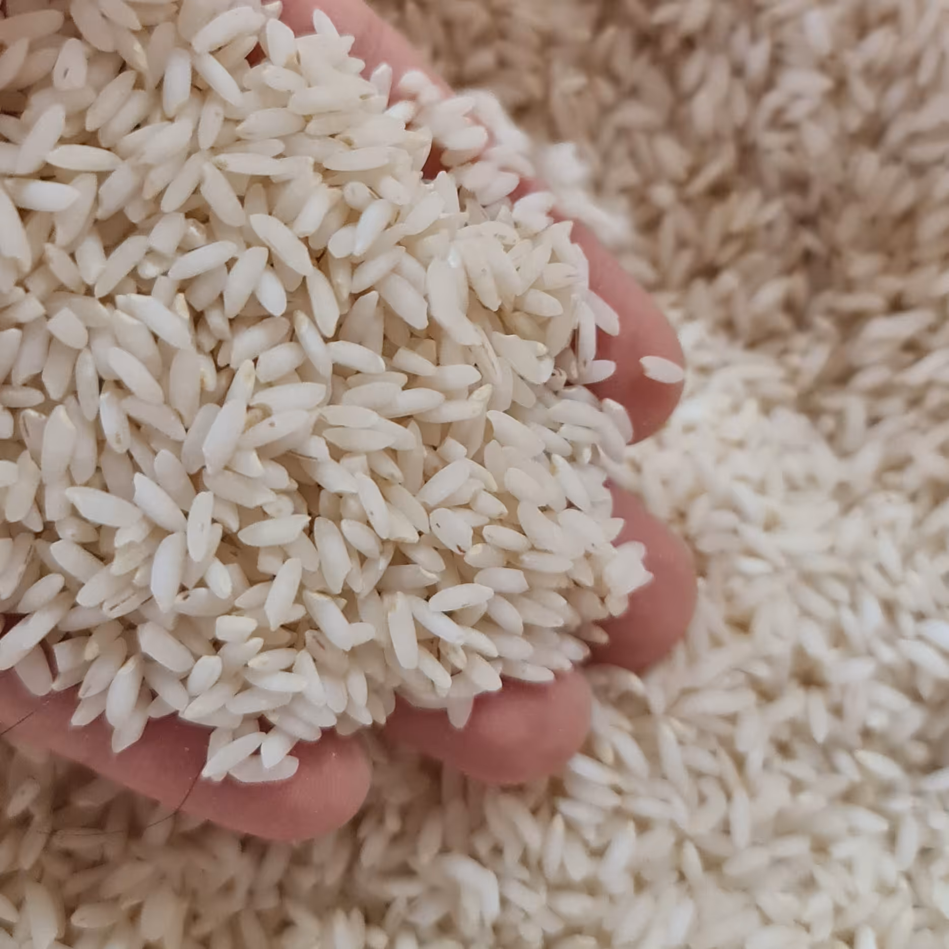 برنج عنبر بو شوشتر .خوش بو و خوش عطر.مناسب مهمانی.