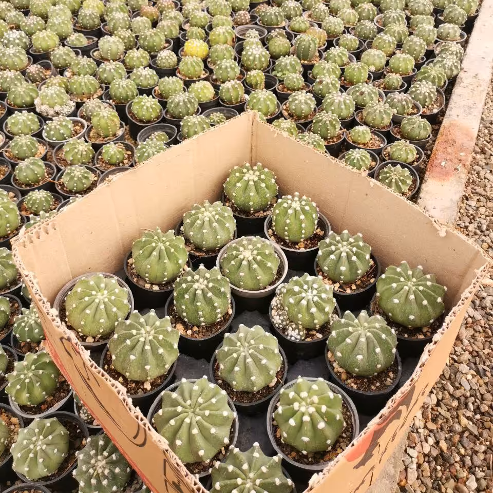 اچینوپسیس پاندا گلدان سایز 8 پک(16تایی) بسیار زیبا و قیمت مناسب