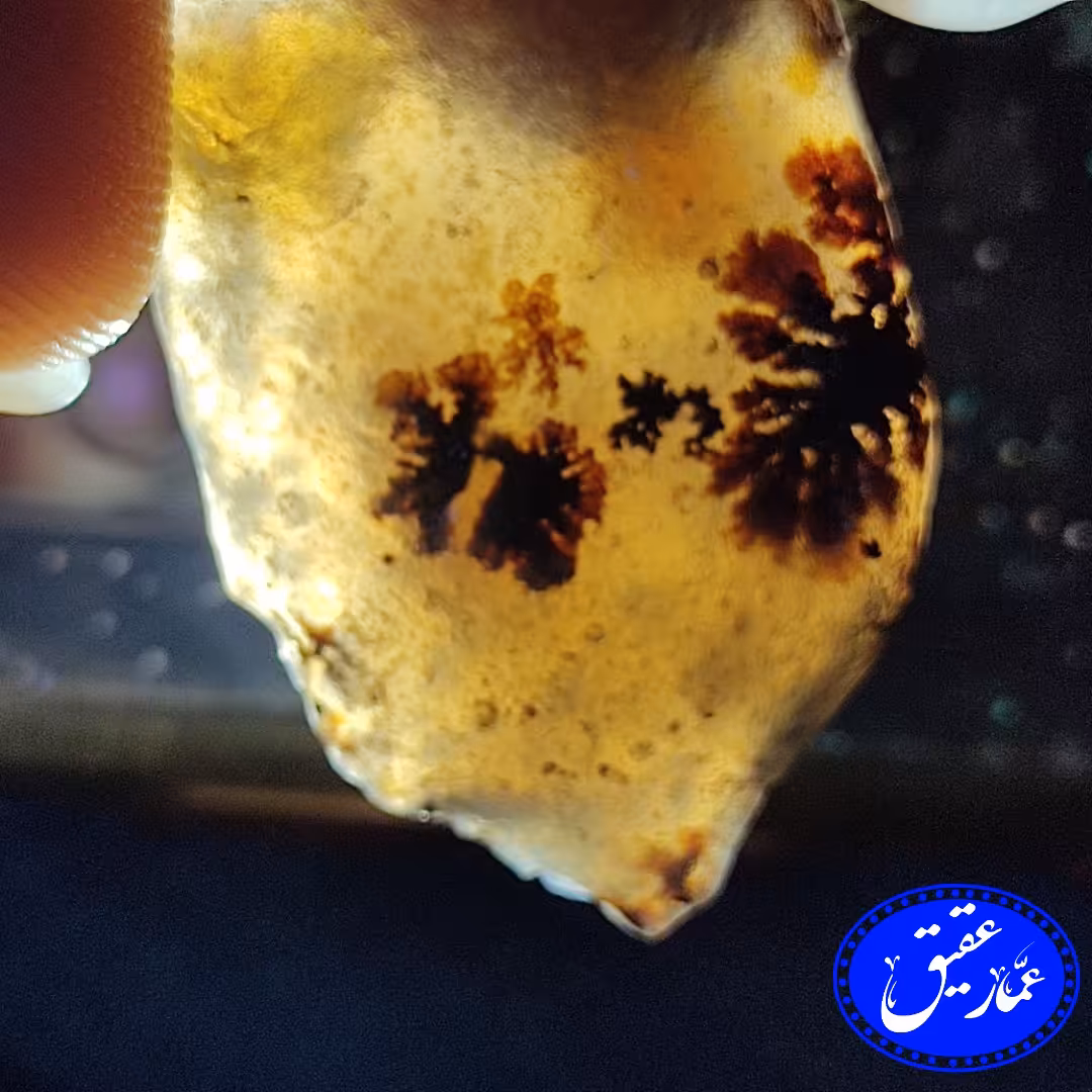 6عدد راف شجر قائن کد74