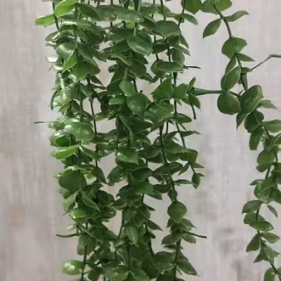 شمشاد آویزی