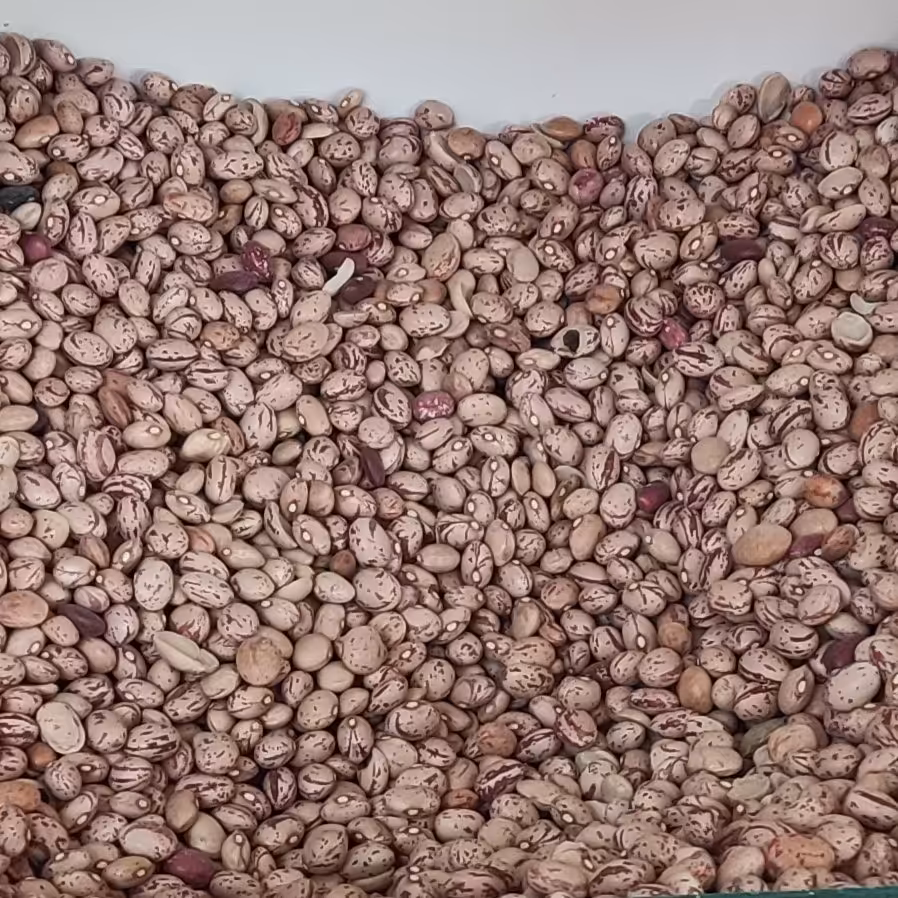 لوبیا چیتی بوجار  (دو کیلو)