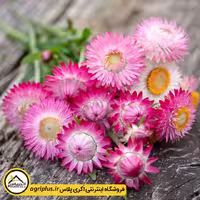 بذر گل جاوید میکس (Helichrysum Bracteatum) مولر