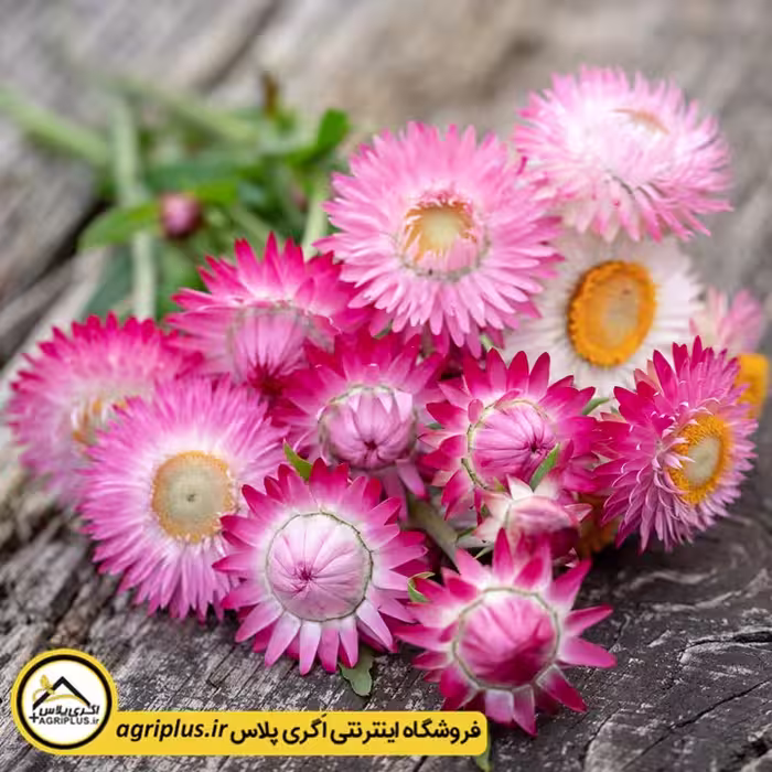 بذر گل جاوید میکس (Helichrysum Bracteatum) مولر