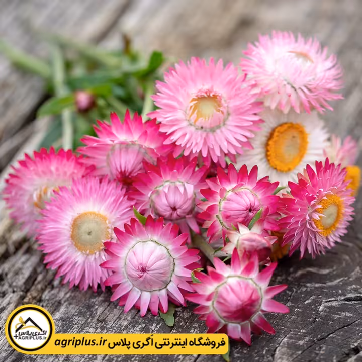 بذر گل جاوید میکس (Helichrysum Bracteatum) مولر