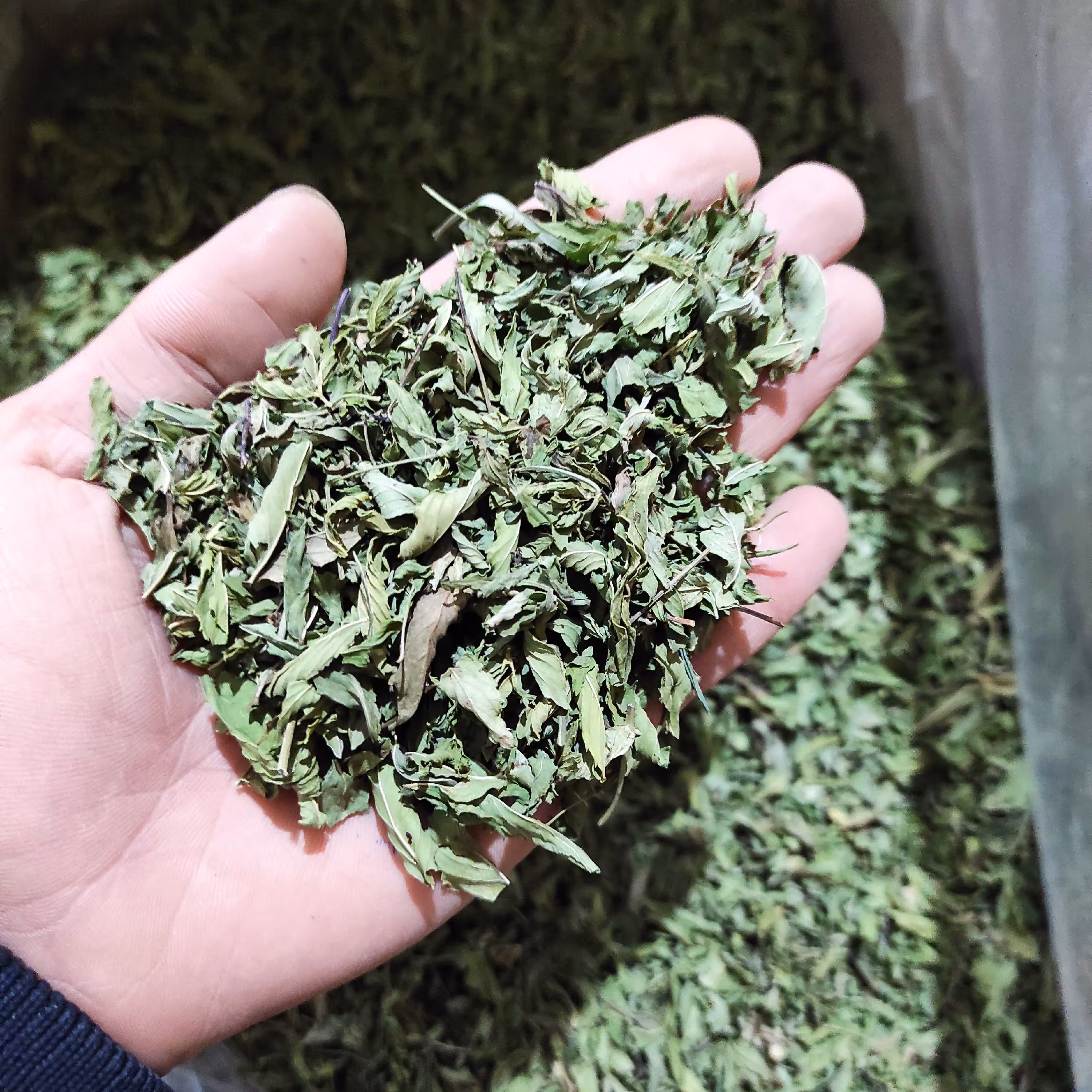 نعنا برگ خشک درجه 1 از شهر گل و گلاب کاشان 