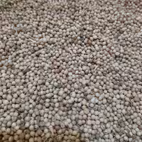 تخم گشنیز (کزبره) 16 کیلویی (پس کرایه)