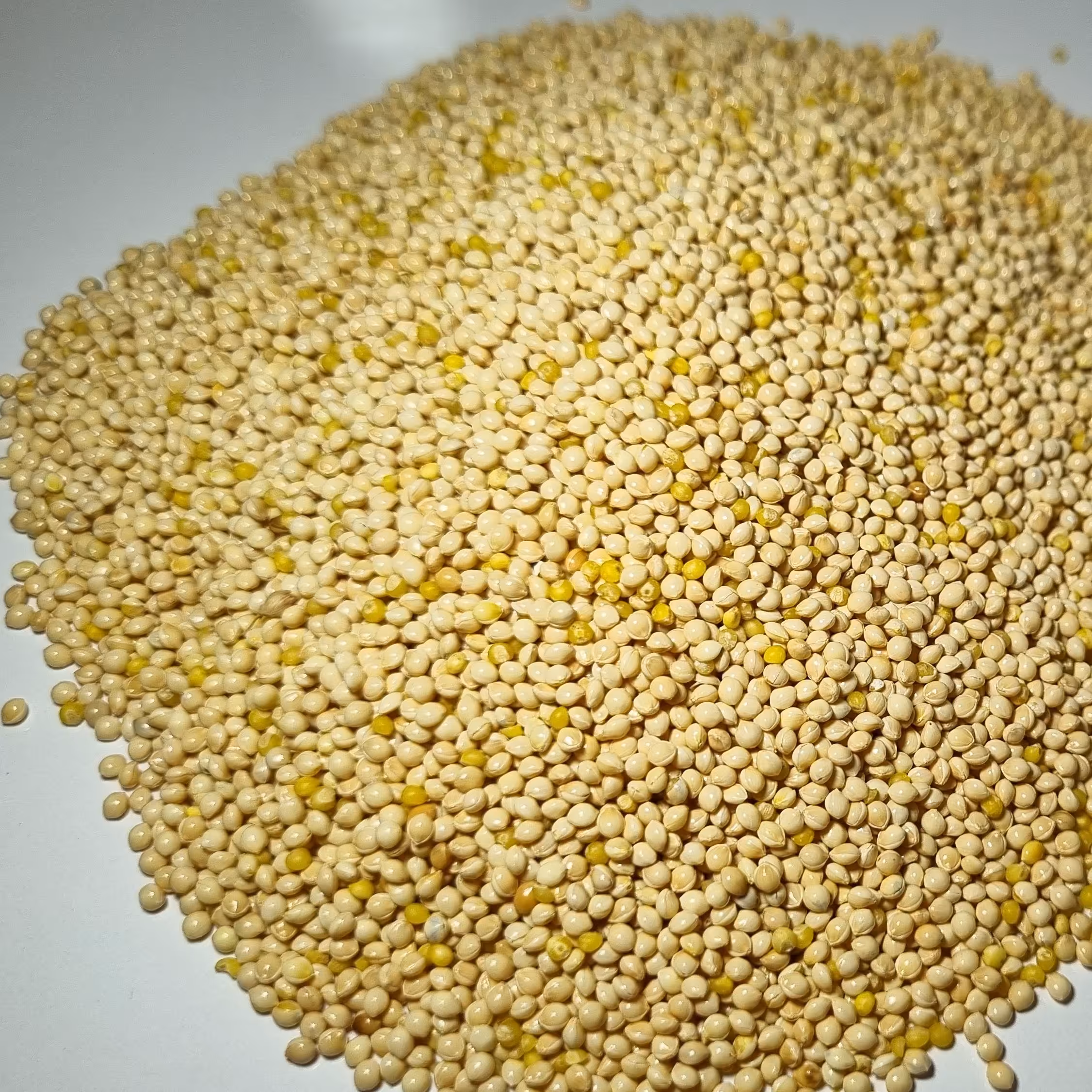 ارزن  درشت سفید درجه یک یک کیلویی بدون گرد و غبار و خاک و هر گونه آلودگی