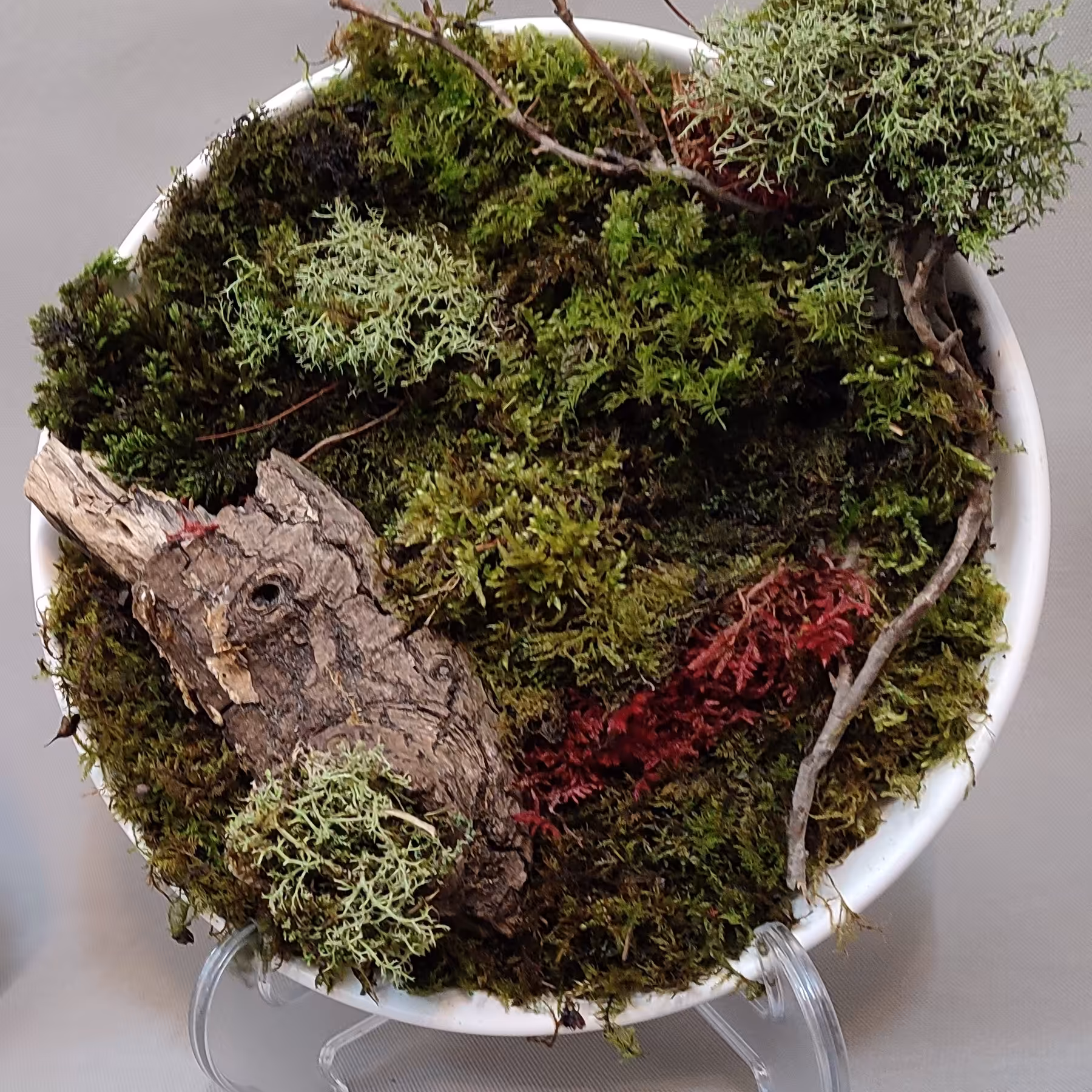 قاب رومیزی جاودان سایز بزرگ ( گیاهان طبیعی تثبیت شده) (پس کرایه)