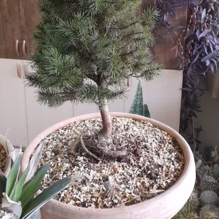 گل کاج بنسای. کونیکا