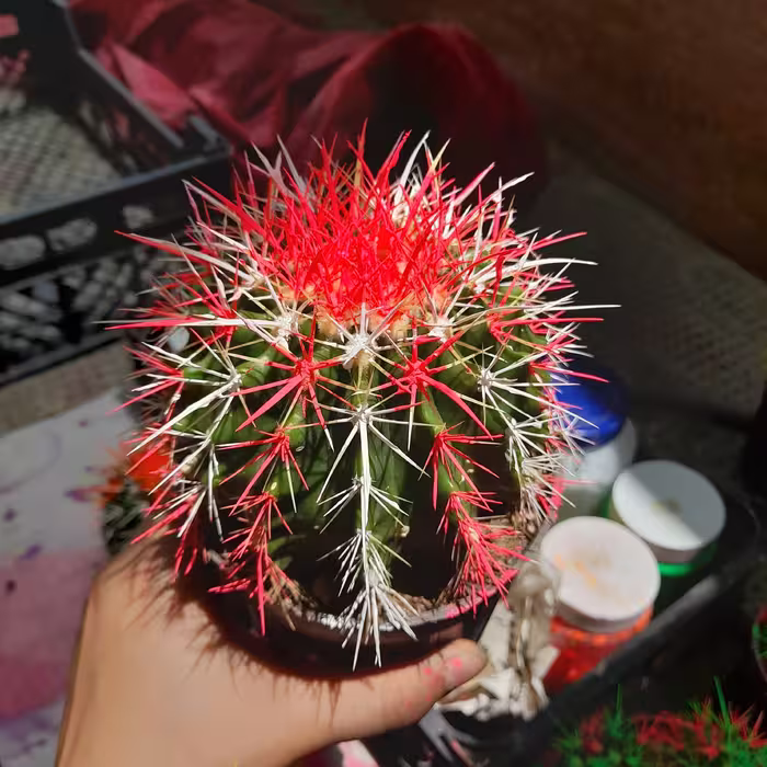 کاکتوس اچینو گلدان 14