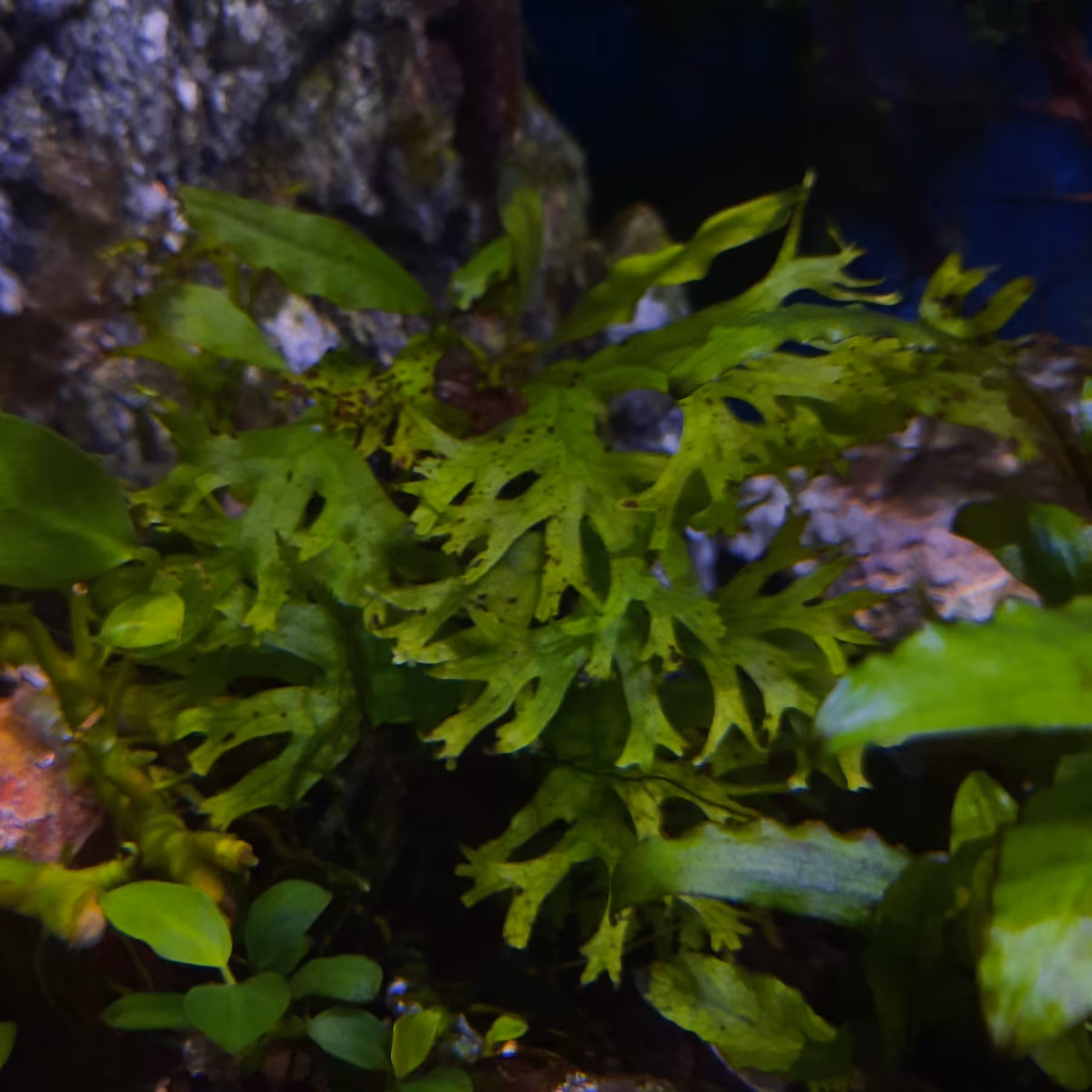 گیاه اکواریومی جاوا ویندلو تایر مینی 