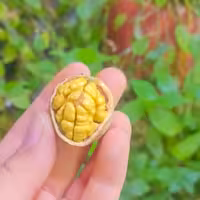 مغز گردو تویسرکان