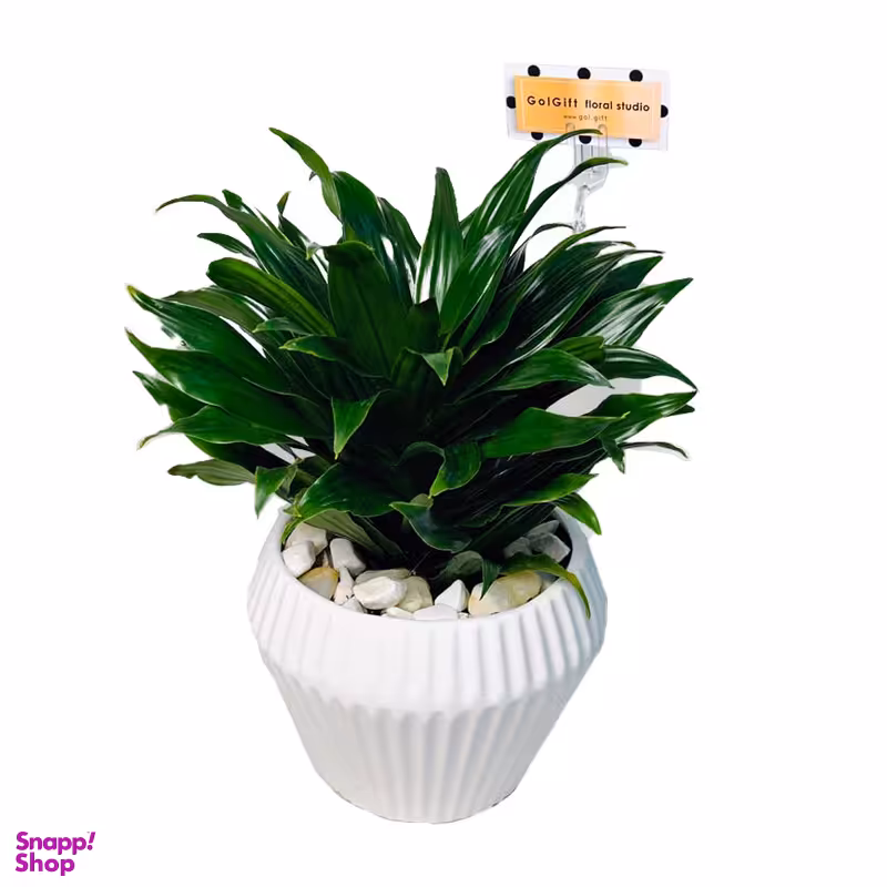 گیاه طبیعی کامپکت دراسنا گل گیفت کد GP008