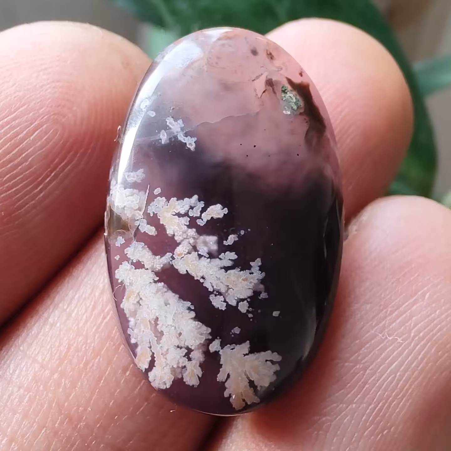 شجر تک درخت عقیق