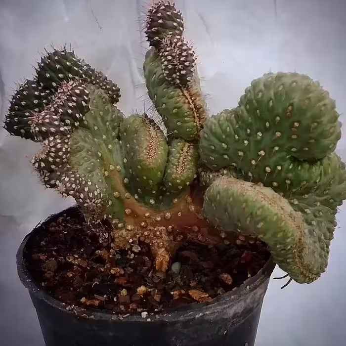 کاکتوس تیغ سگی دفرمه 