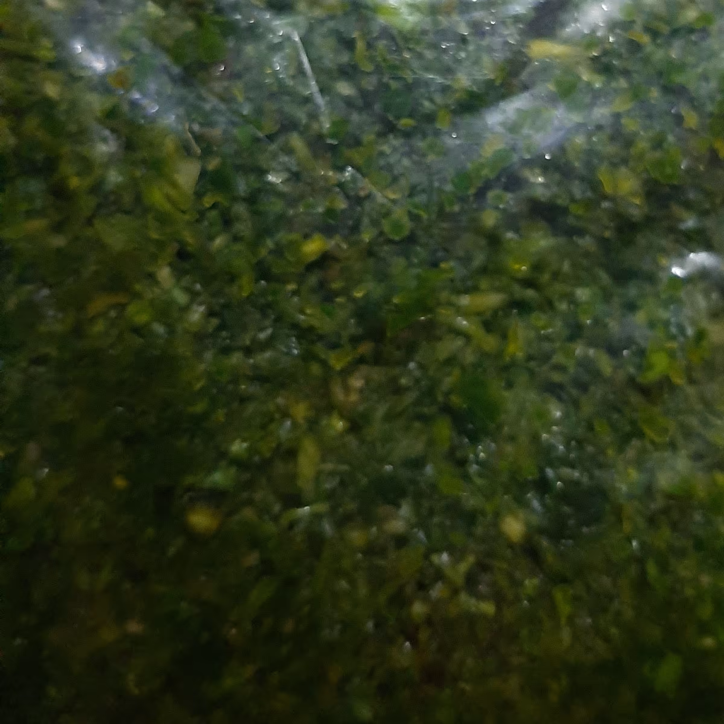 سبزی دلال ماهی