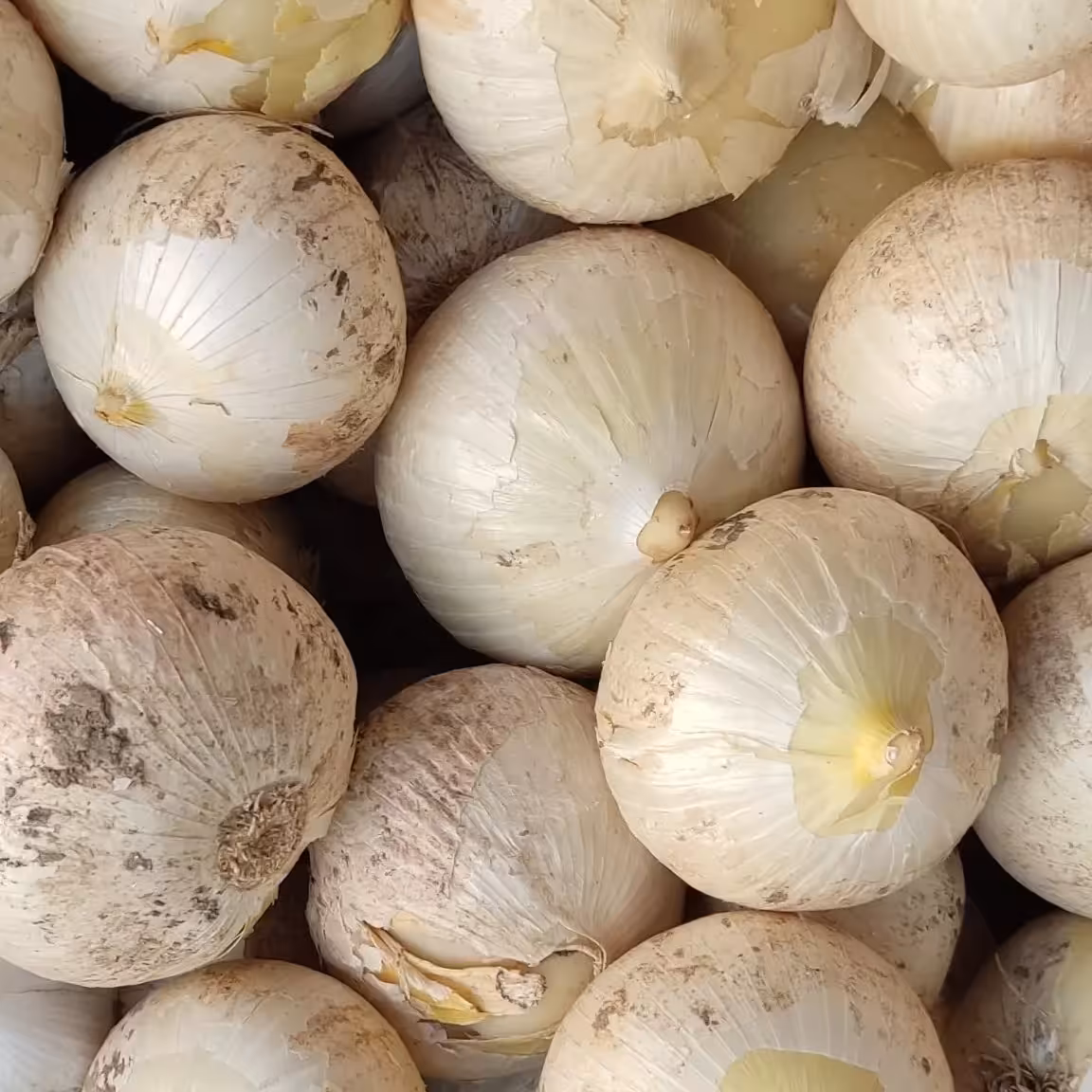 موسیر از دل کوهستان