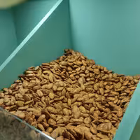 تخم ژاپنی شور