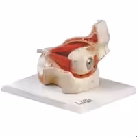 مدل (مولاژ) چشم بانمایش ماهیچه