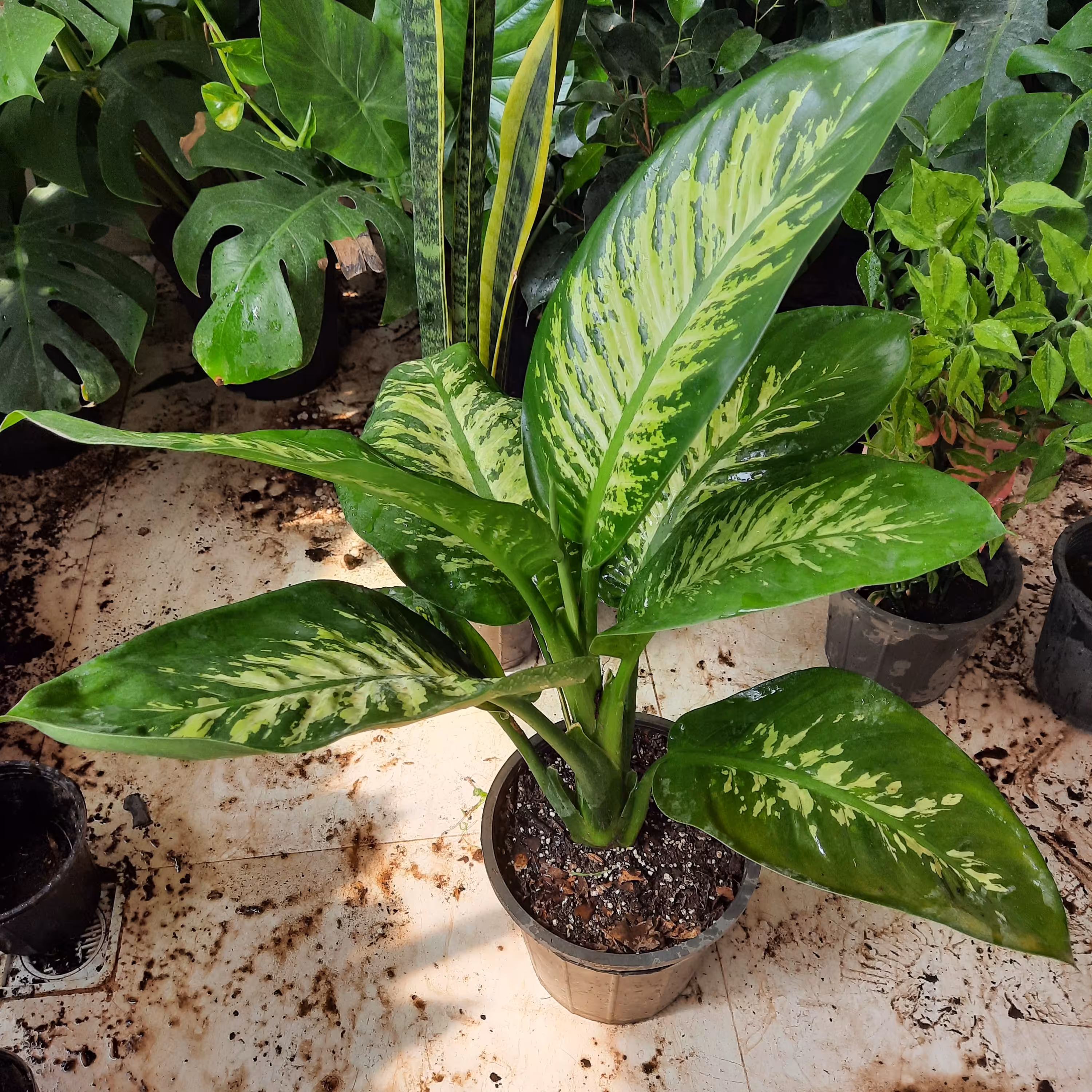 گل دیفن باخیا سطل 7 هزینه ارسال به عهده مشتری