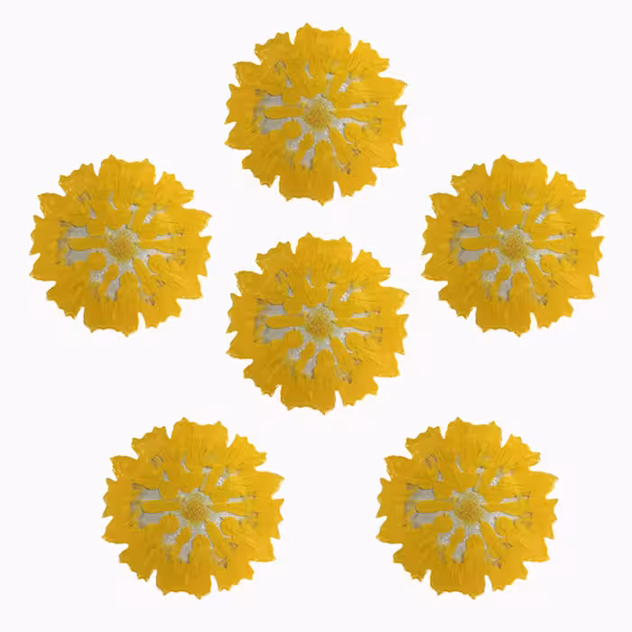 زیر لیوانی رزینی هامیته مدل انگشتی (مجموعه 6 عددی)