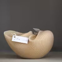 شمع حلزون، شمع کشکول، شمع صدف بزرگ الین