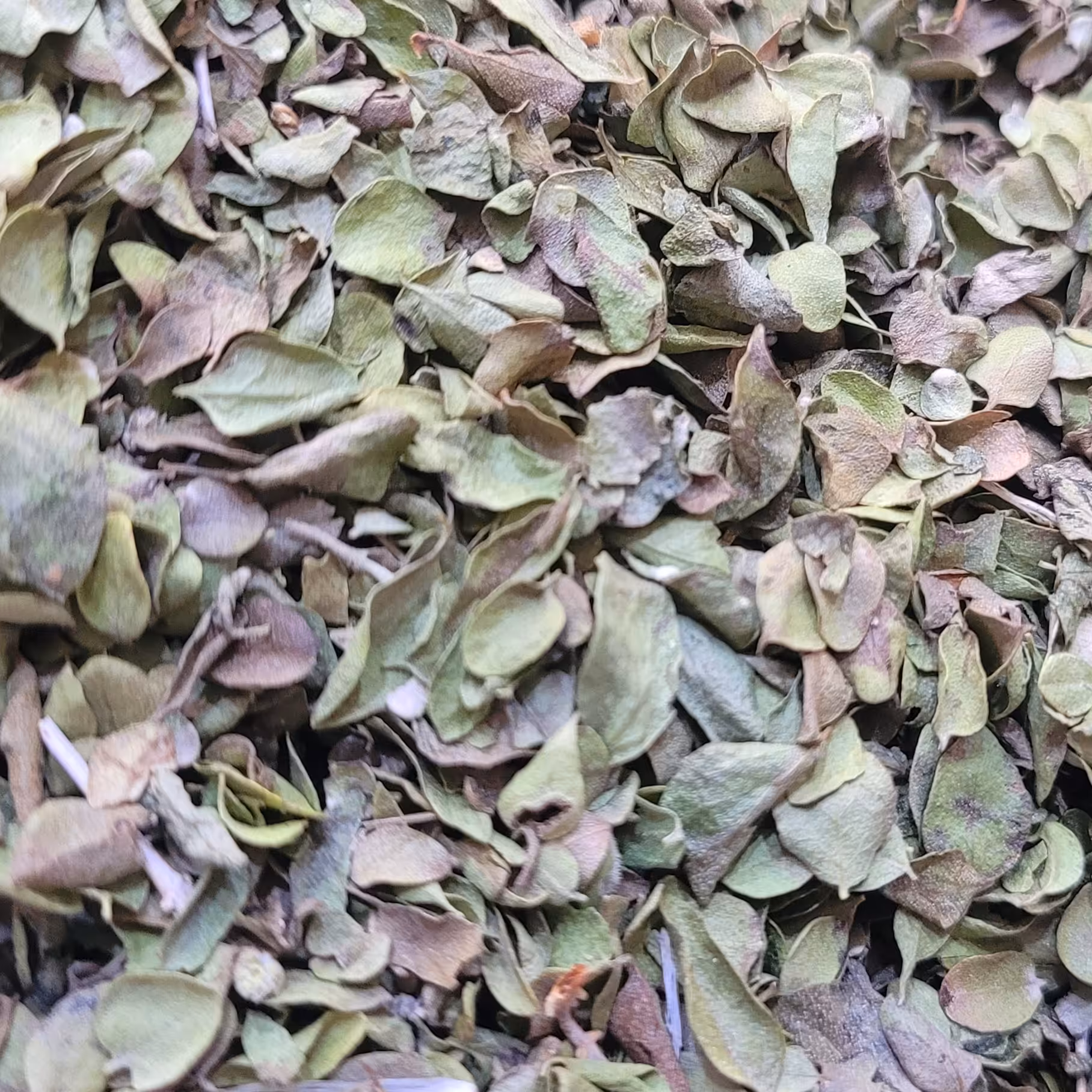 آویشن شیرازی (آویشن برگ پهن)