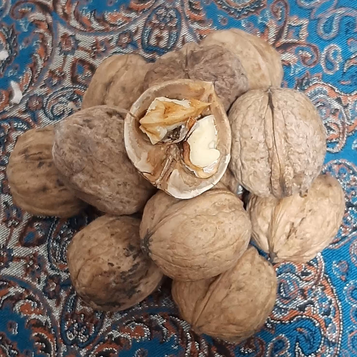 گردوی  سوزنی  