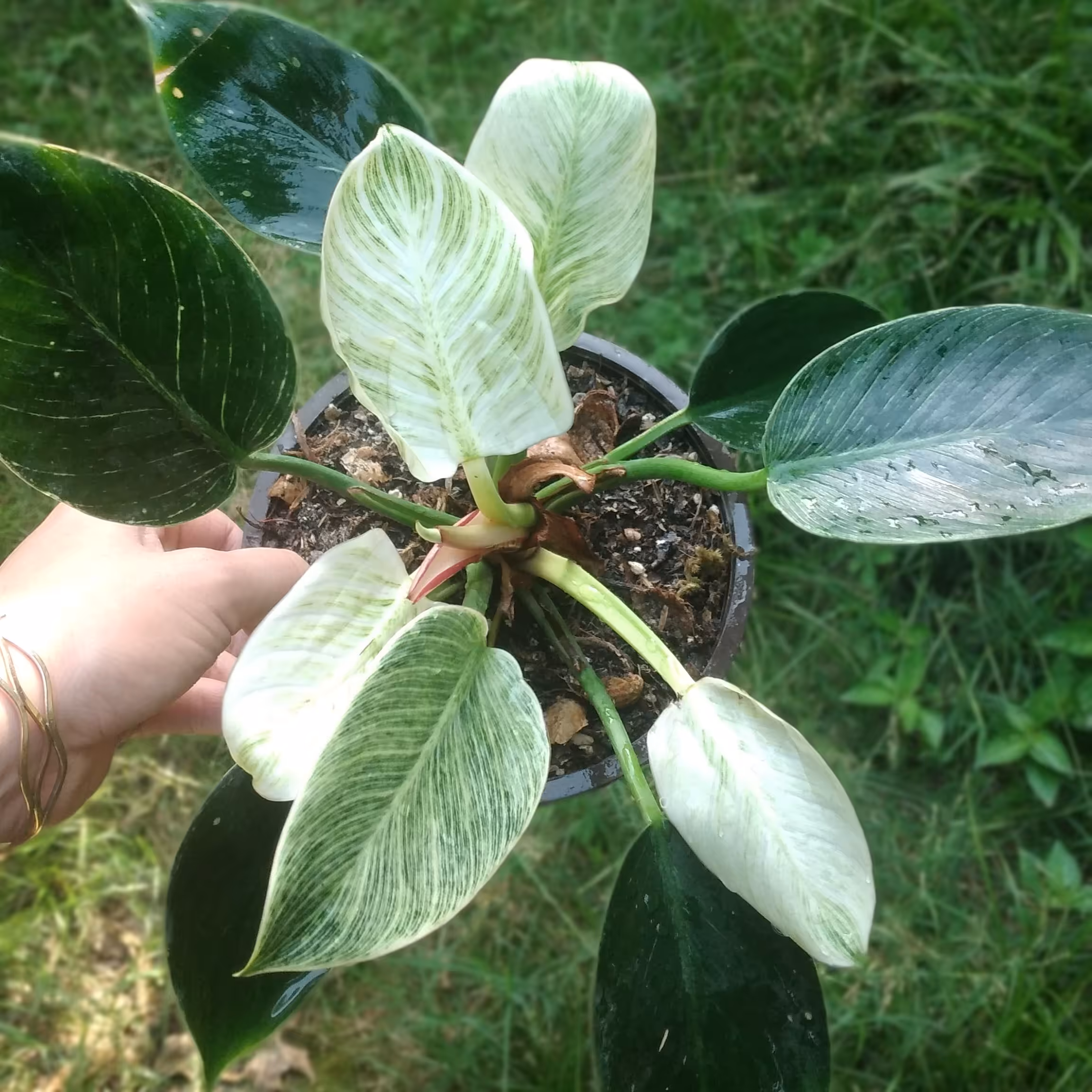 فیلودندرون برکین سطل 3