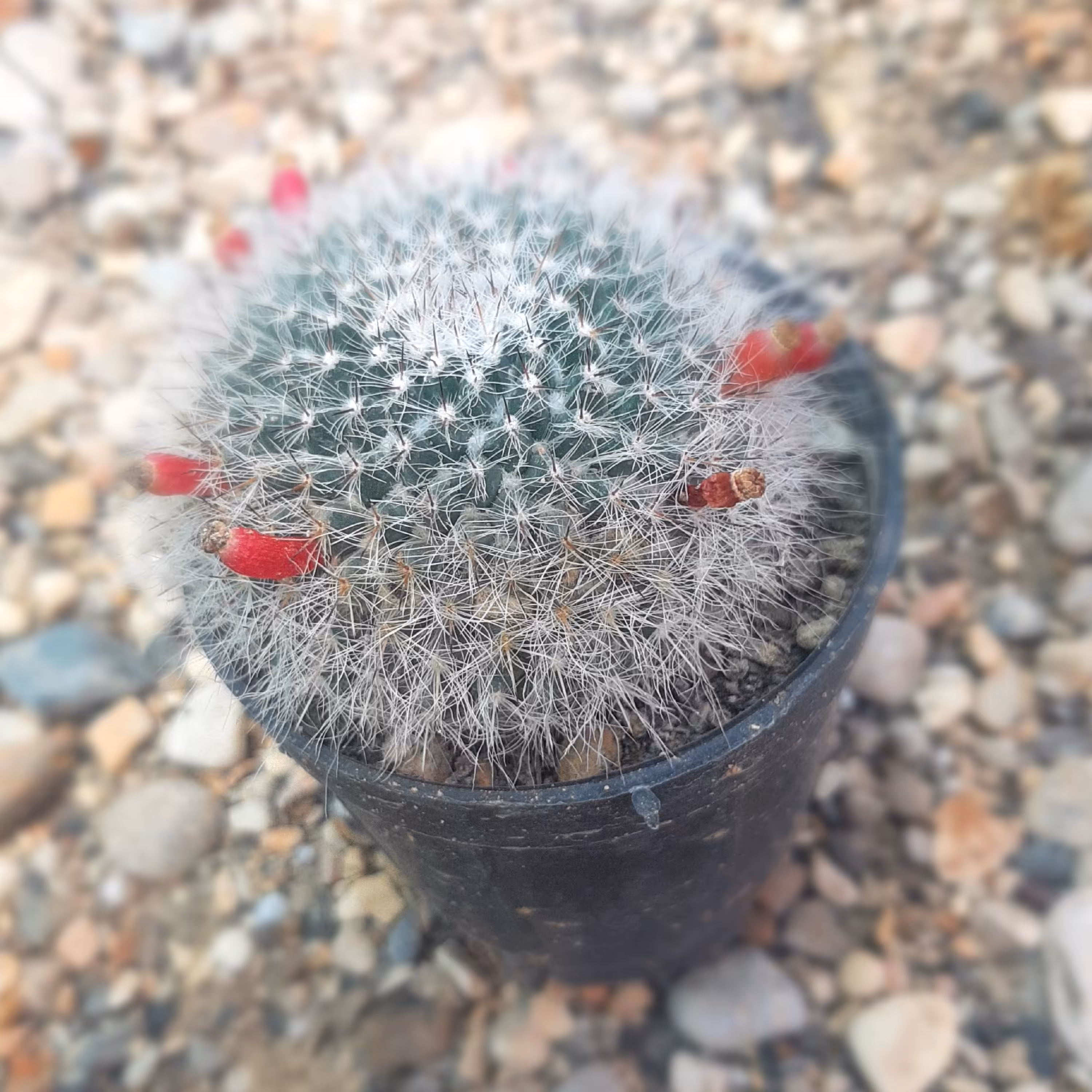 گل کاکتوس مامیلاریا هانیانا